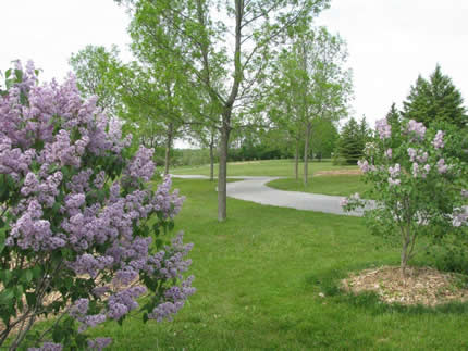 lilac gardens
